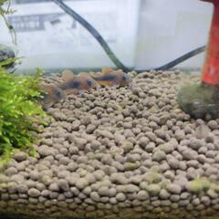 コリドラス青・赤の画像