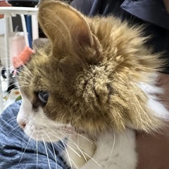 ノルウェージャンフォレストキャット
