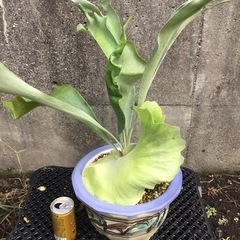 ピカクシダ