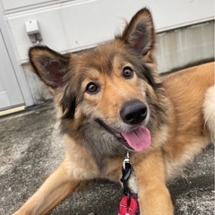 ひとりぼっちになりました😢19kgのミックス犬