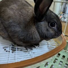 ウサギ ミニウサギ ミニレッキス 
