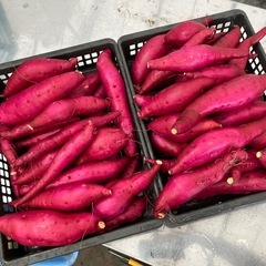 お試し　甘藷🍠　農家直送　さつまいも　10kg　新鮮　甘くて美味...