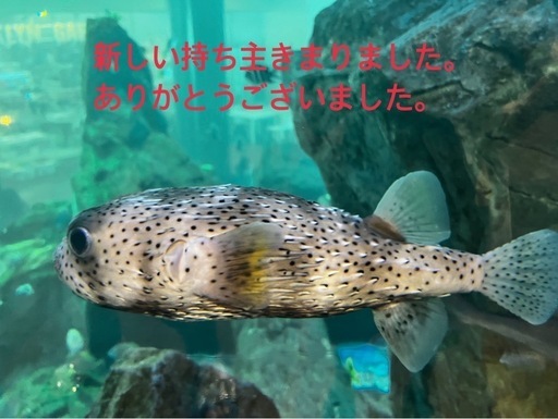 ※決まりました※
CASIO   電子ピアノ※綺麗です※ PX-160