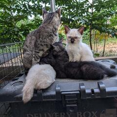 放浪猫の親子