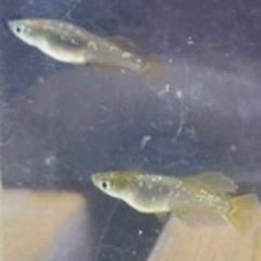 10匹セット‼️🐟メダカ　鳳凰改🐟稚魚〜若魚size