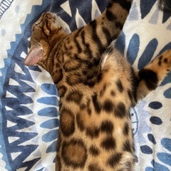 1歳　ベンガル