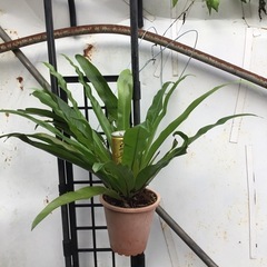 タニワタリ