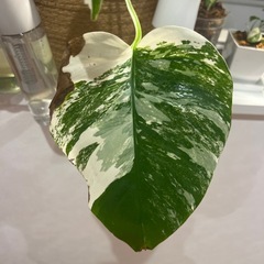 観葉植物の画像