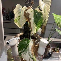 観葉植物の画像