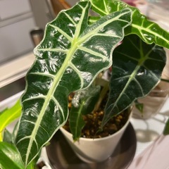観葉植物
