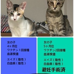 一緒に寝れるタイプの女の子 手術済