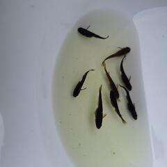 👿サタンレッドテールの稚魚👿10匹