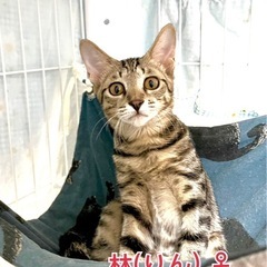 キジ4(フォー)の兄妹