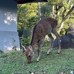 一緒にカラオケに行ってくれる人を募集してます。