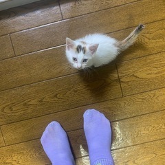 9/27に大雨の中袖ヶ浦近辺で保護しました。