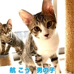 可愛い兄弟　航くんと海くん