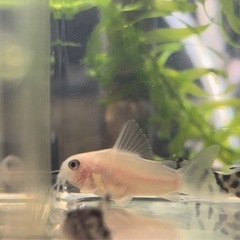 熱帯魚　コリドラスパンダゴールデンの画像