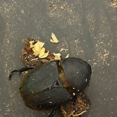 ヘラクレスオオカブトのメス