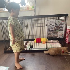 犬用・ゲージの画像