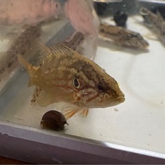 早い者勝ち！⭐️オヤニラミ⭐️淡水⭐️人気！⭐️