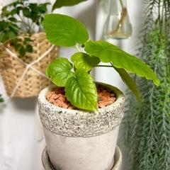 【11月末まで】フィカス・ウンベラータ　植木鉢＋受け皿セット