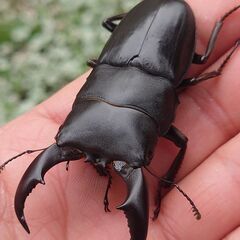【超お得10月6日限定】アマミヒラタクワガタ 成虫ペア レニノコ...