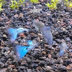 国産グッピー ブルーグラス 幼魚5匹の画像