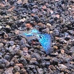 国産グッピー ブルーグラス 幼魚5匹の画像