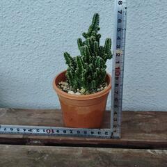 多肉植物（パオリーナ🌵値下げ