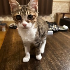 キジトラ白の男の子