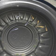 10/6めだか販売の画像