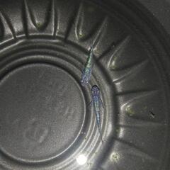 10/6めだか販売の画像