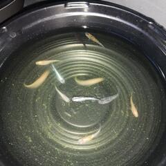 10/6めだか販売の画像