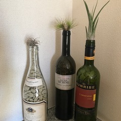ワインボトル植物の画像