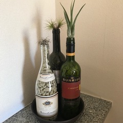 ワインボトル植物の画像