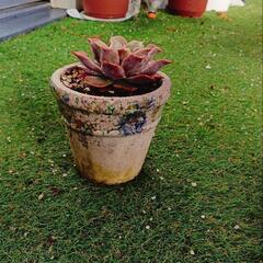 多肉植物 マディバの画像