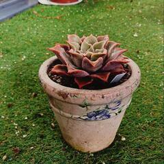 多肉植物 マディバの画像