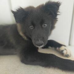 生後3ヶ月♂ 人馴れ練習中