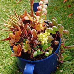 多肉植物 寄せ植え
