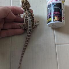 フトアゴヒゲトカゲベビー④募集停止中 - その他
