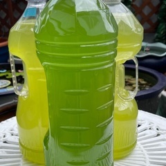 🐸105)４ℓ容器付 クロレラユーグレナグリーンウォーター配給❣️無料有り❣️の画像