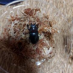 ノコギリクワガタの画像