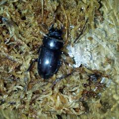 コクワガタの画像