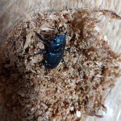 コクワガタの画像