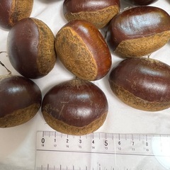 生栗600g