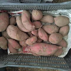 残念なサツマイモ