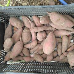 残念なサツマイモの画像