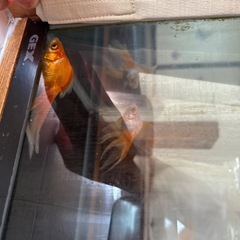 水槽＆自動餌やり機の画像