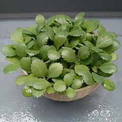 子宝草