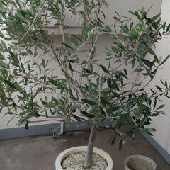 オリーブの植木（実が成ります）